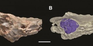Image and representation of brain case and inner ear of Dinilysia patagonica fossil, which scientists at the University of Edinburgh and American Museum of Natural History have used to show that modern snakes lost their legs when their ancestors became expert burrowers. Photo by Hongyu Yi/University of Edinburgh