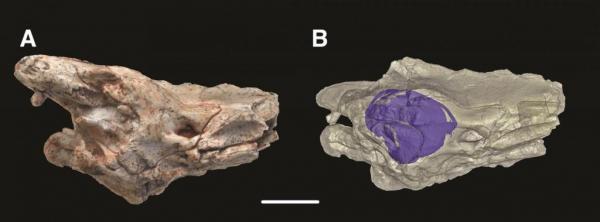 Image and representation of brain case and inner ear of Dinilysia patagonica fossil, which scientists at the University of Edinburgh and American Museum of Natural History have used to show that modern snakes lost their legs when their ancestors became expert burrowers. Photo by Hongyu Yi/University of Edinburgh