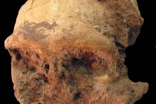 Fossilized Homo Erectus Skull Found In China