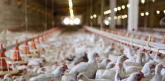 General Mills Sets Goal Of Cage-Free Eggs