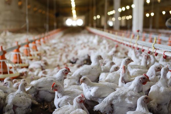 General Mills Sets Goal Of Cage-Free Eggs