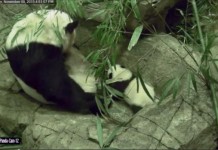 Giant Panda Cub Takes First Steps