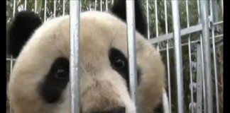 Giant Panda Released In China