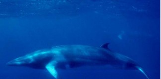 Japan To Resume Whaling