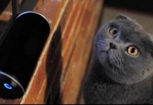 Kickstarter Campaign Raises $200,000 For Cat Music