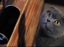Kickstarter Campaign Raises $200,000 For Cat Music