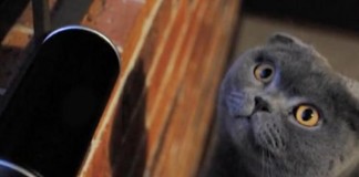 Kickstarter Campaign Raises $200,000 For Cat Music