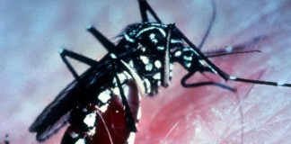 Mosquito-Borne Chikungunya
