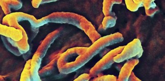New Ebola Case Emerges In Liberia