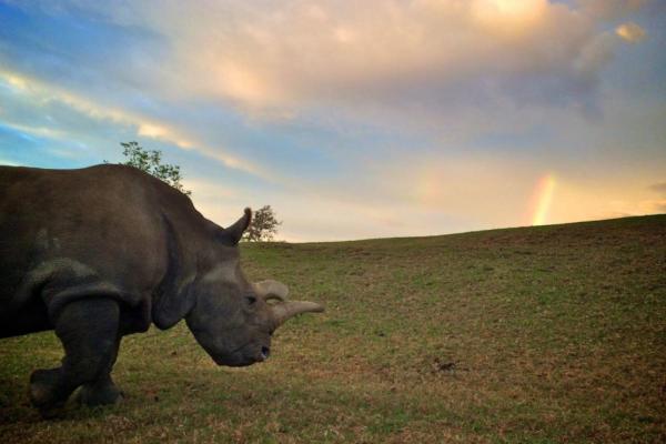 Northern White Rhino Dies At San Diego Safari Park
