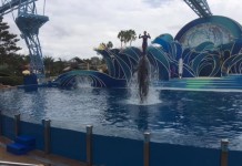 Seaworld To Start Phasing Out Killer Whale Show
