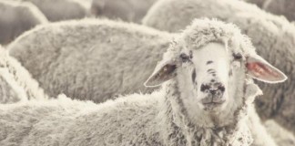 Plane-diverted-when-smoke-alarms-triggered-by-farts-from-2186-sheep