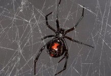 Spider DNA From Spider Web