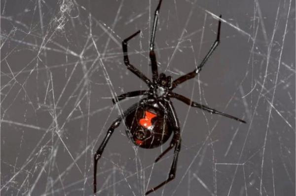 Spider DNA From Spider Web