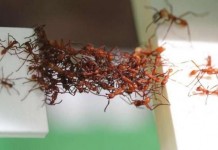 Ants Building Bio-Bridges