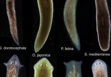 Scientists Induce Flatworms To Grow