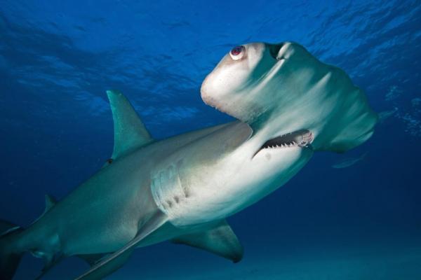 Angler Education Can Help Protect Sharks