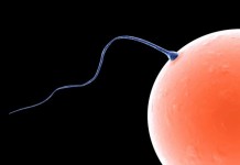 Evolution Of Mammalian Sperm