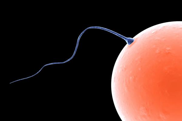 Evolution Of Mammalian Sperm