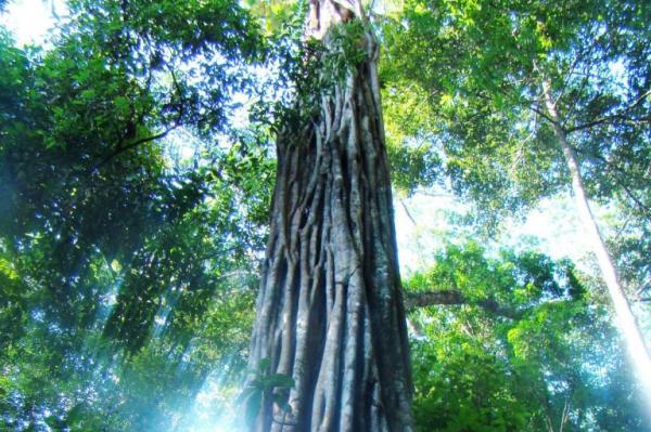 Half Of Amazonian Tree Species Threatened