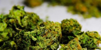 High-Potency Marijuana