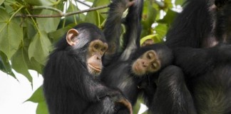 Human Brains Have More Plasticity Than Chimp Brains