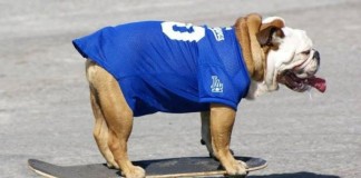 Tillman-the-skateboarding-bulldog-dies-at-10