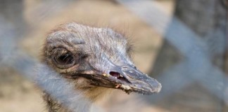 Wild Emu Captured In Delaware