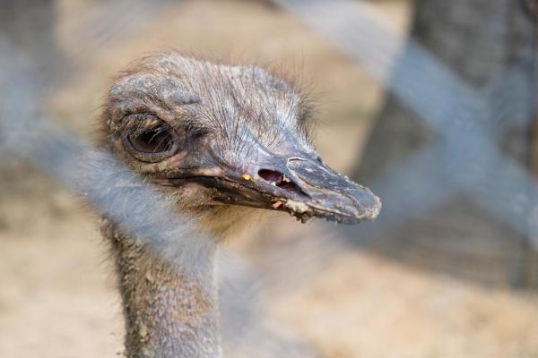 Wild Emu Captured In Delaware