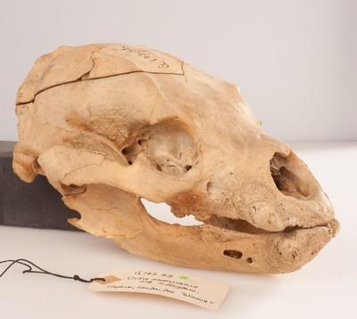 Winnie-The-Pooh's Skull On Display