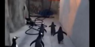 Zoo-penguins-unsuccessful-in-Madagascar-style-escape-attempt