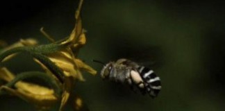 Aussie Bees