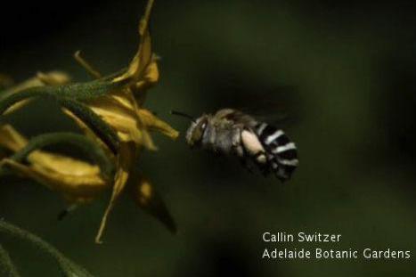 Aussie Bees