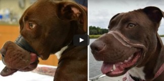 Dog In Animal Cruelty Video Returns
