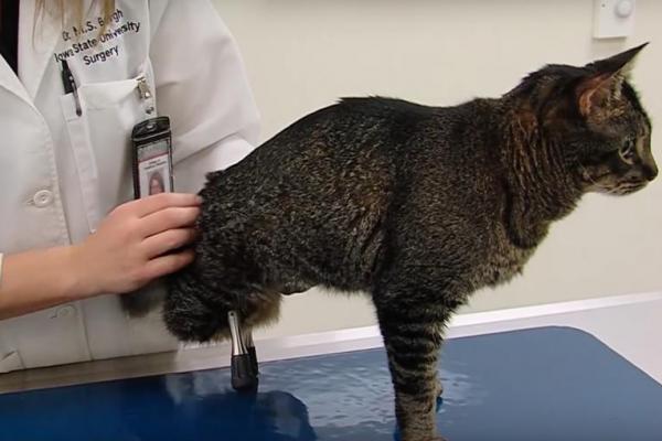 Cat Receives Prosthetic Leg