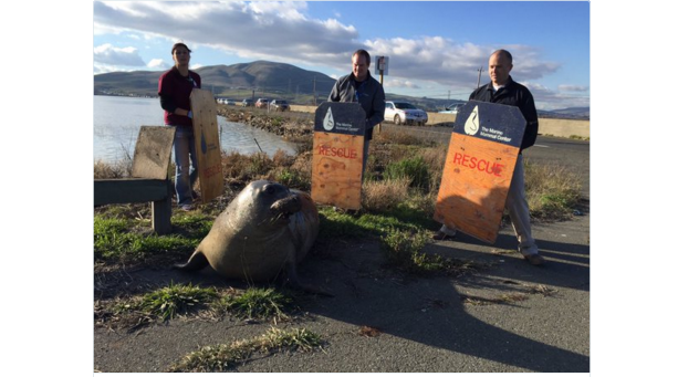 Elephant Seal Determined To Cross California Highway