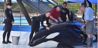 Killer Whale Dies At SeaWorld San Antonio