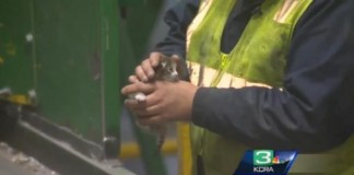 Kitten Rescued From Recycling Center's Compactor