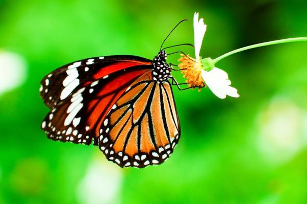 Monarch butterfly Numbers