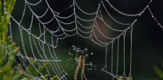 Secrets Of Spider Web's Signal Thread