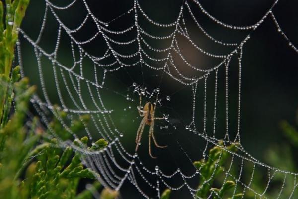 Secrets Of Spider Web's Signal Thread