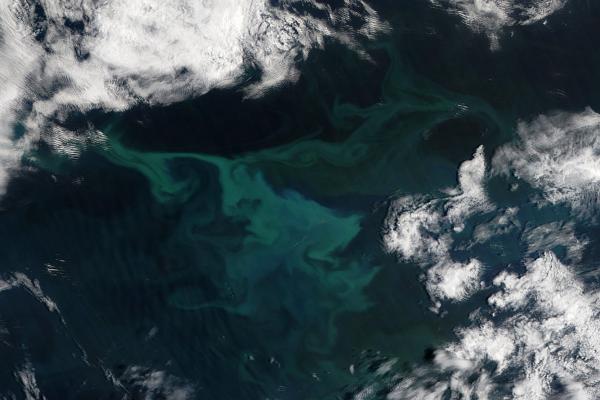 Phytoplankton Paved Way