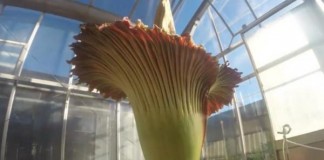 'Corpse Flower' Blooms