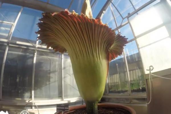 'Corpse Flower' Blooms