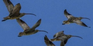 Plight Of Migratory Birds