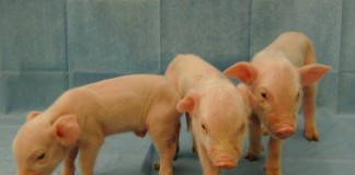 Pigs Resistant To Incurable Disease