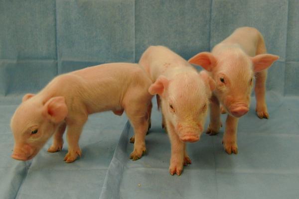 Scientists Breed Pigs Resistant To Incurable Disease | Gephardt Daily