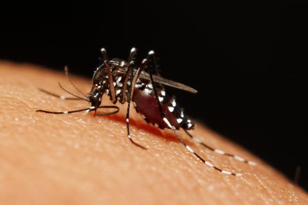 Scientists Genetically Modify Mosquito