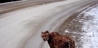 Search Called Off For Loose Cheetah