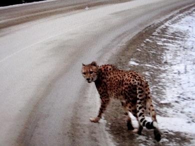 Search Called Off For Loose Cheetah